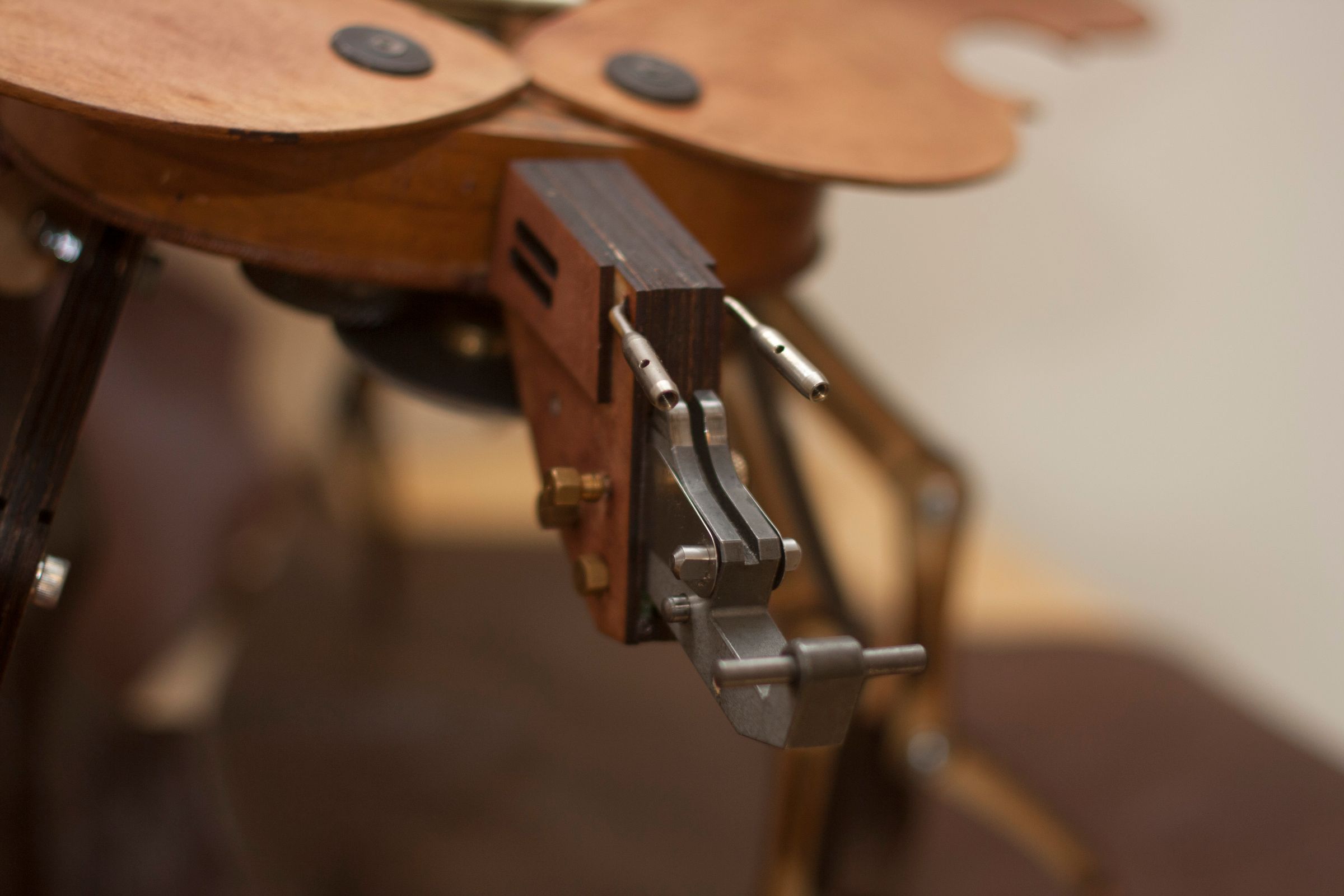 ViolinBeetle79.jpg