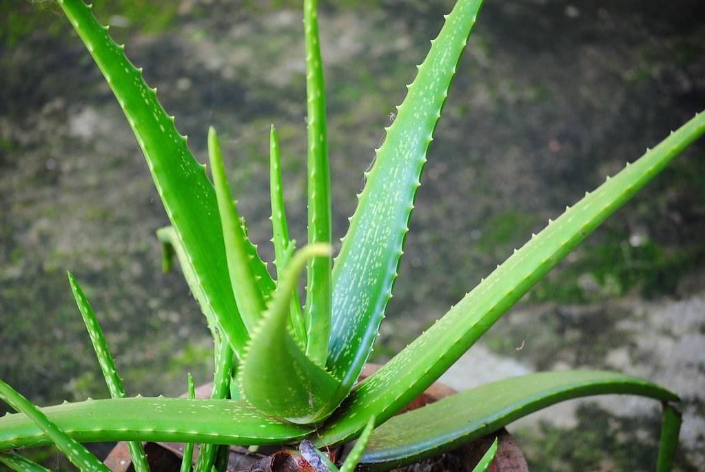 aloe-vera.jpg
