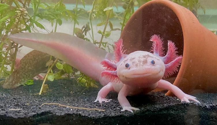 axolotl-pink-captive-bred-two-column.jpg