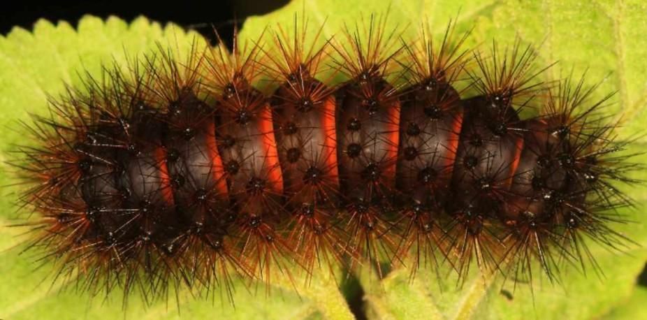 catapiller.jpg