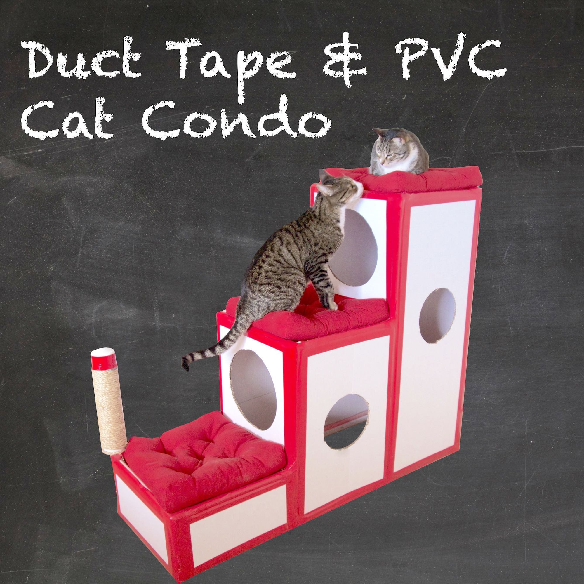 catcondo.jpg