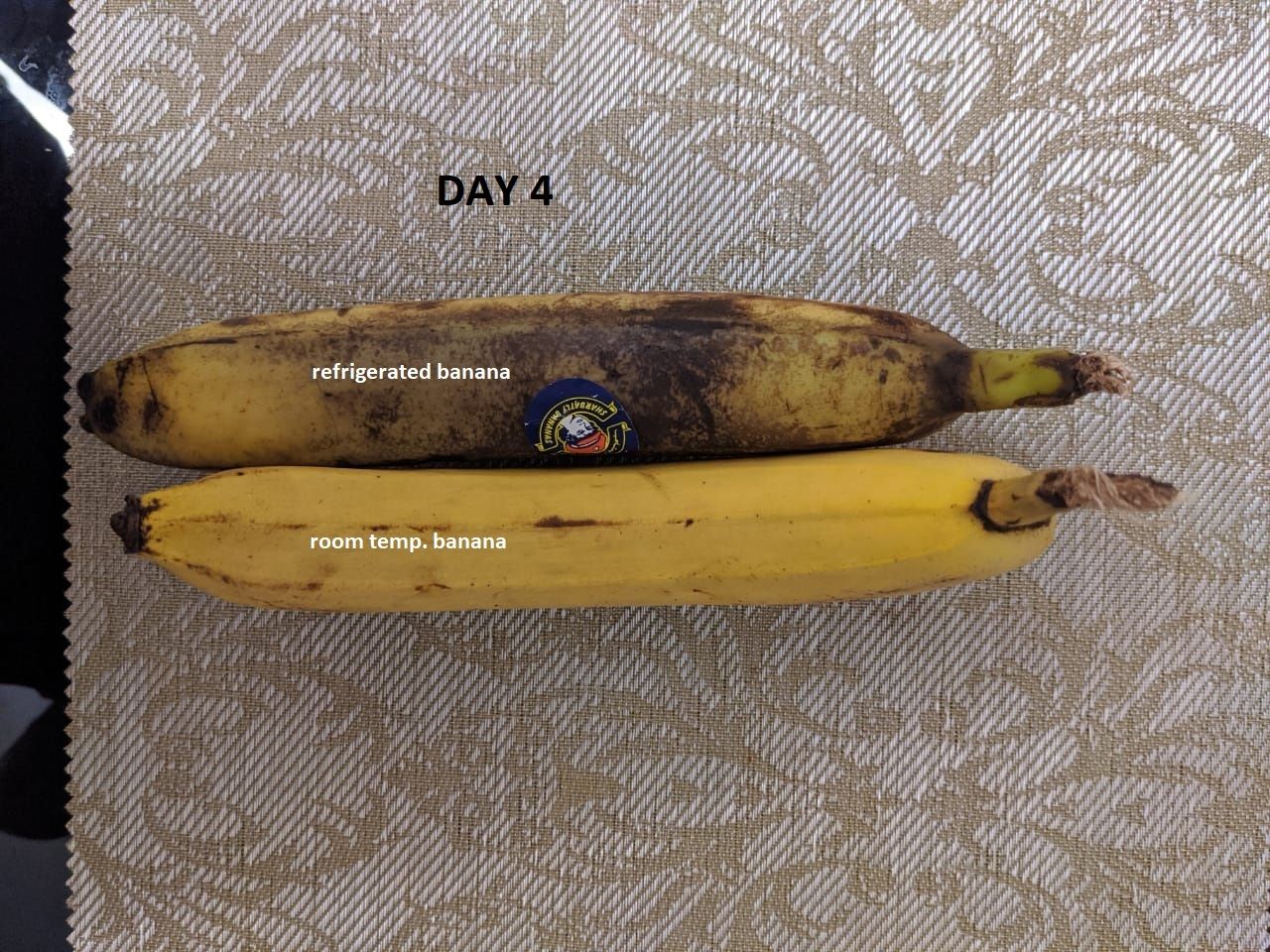 day 4.jpg