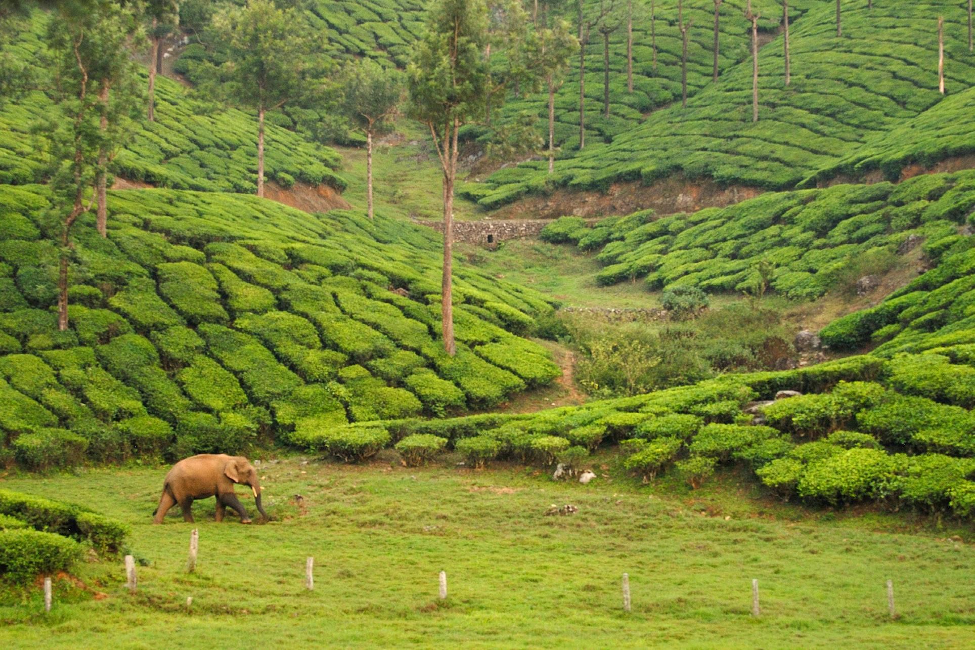 ecoveg_elephant_photo.jpg