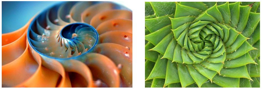 fibonacci.jpg