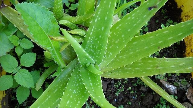 flickr-aloevera-carrotmadman6_0.jpg