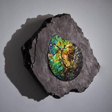 fossil.jpeg