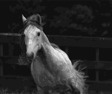 horse-gif-horse.gif