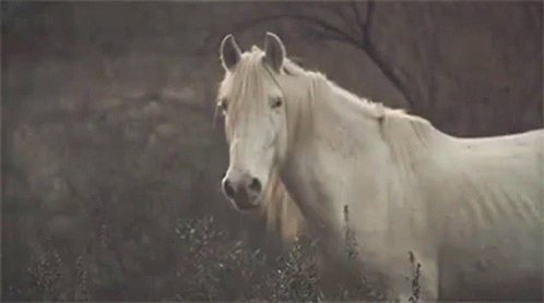 horse-white-horse.gif