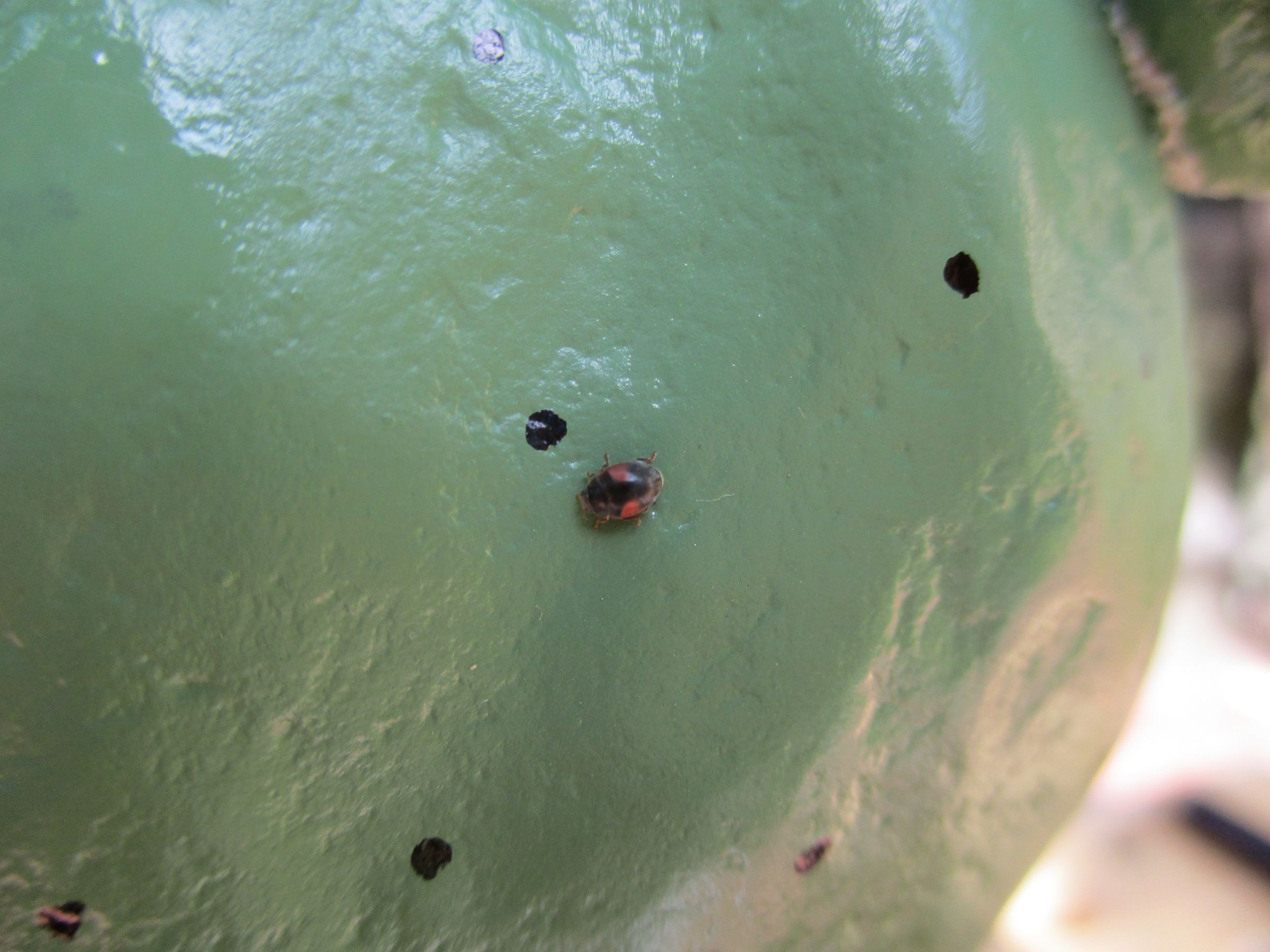 ladybug.JPG