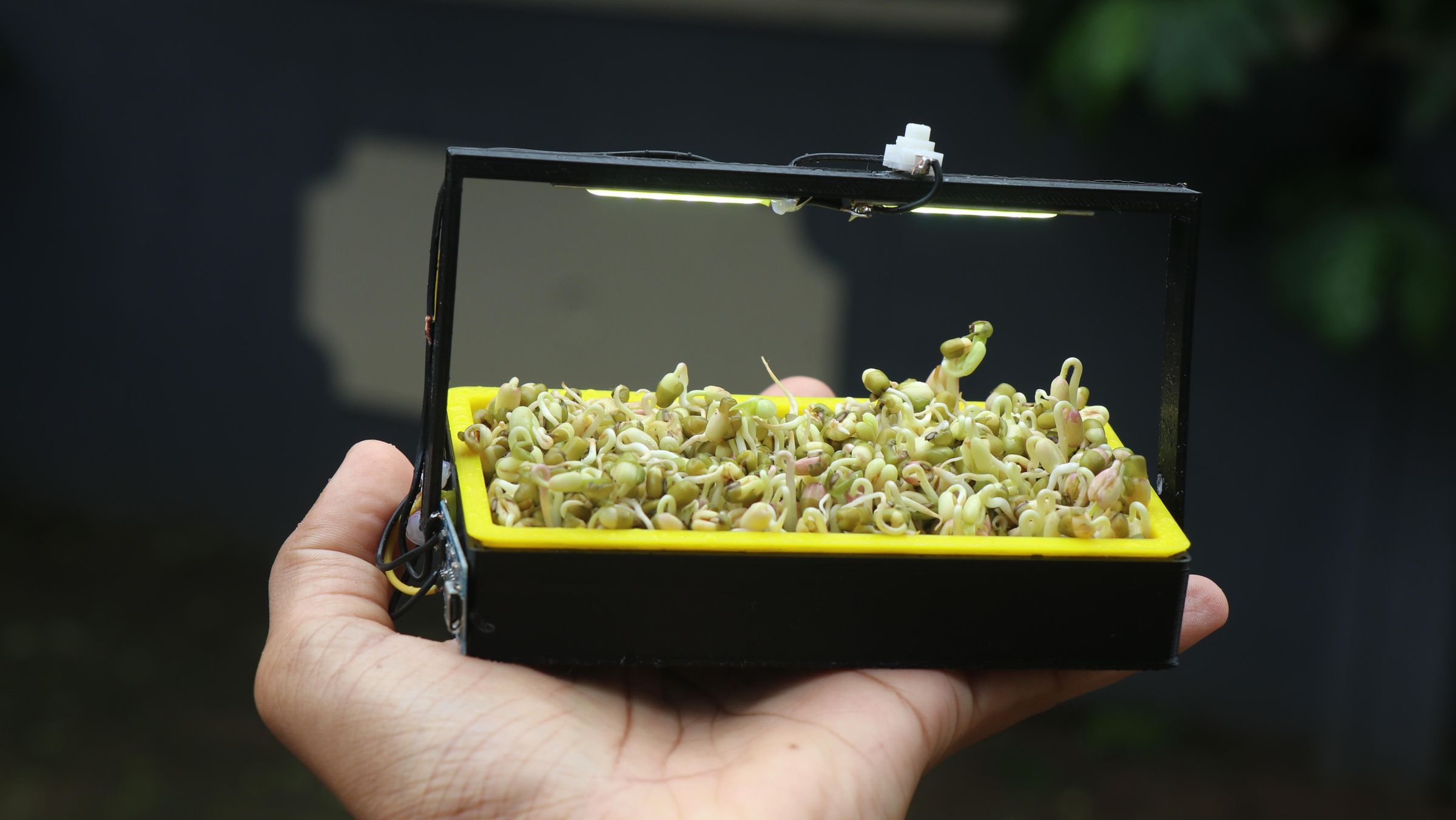 micro greens.JPG