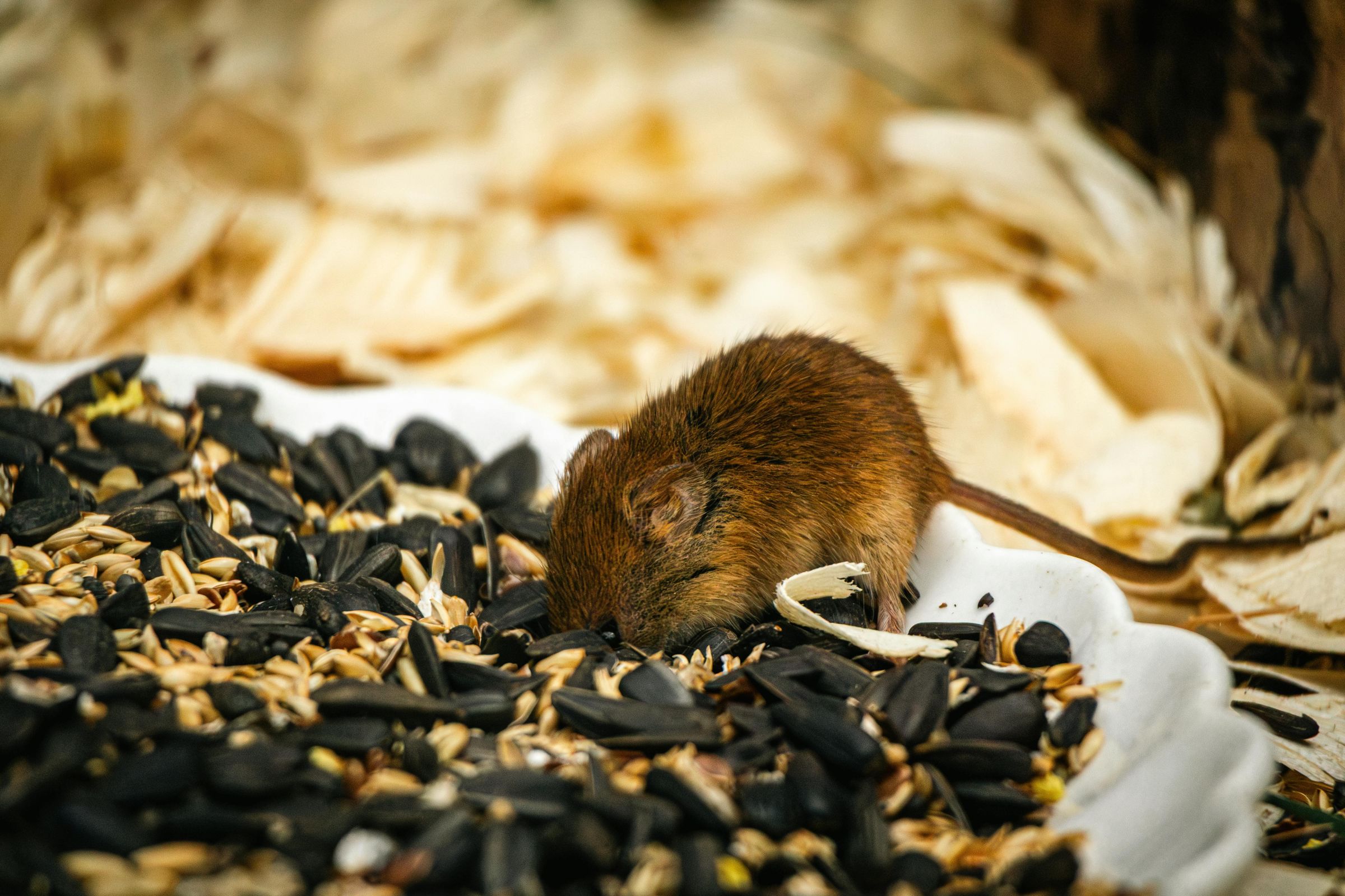 notice-hairy-tale-this-is-a-mouse.jpg