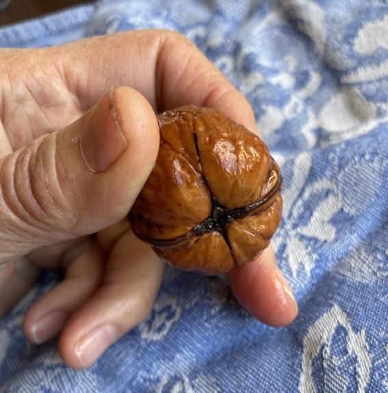 other end of walnut.jpg