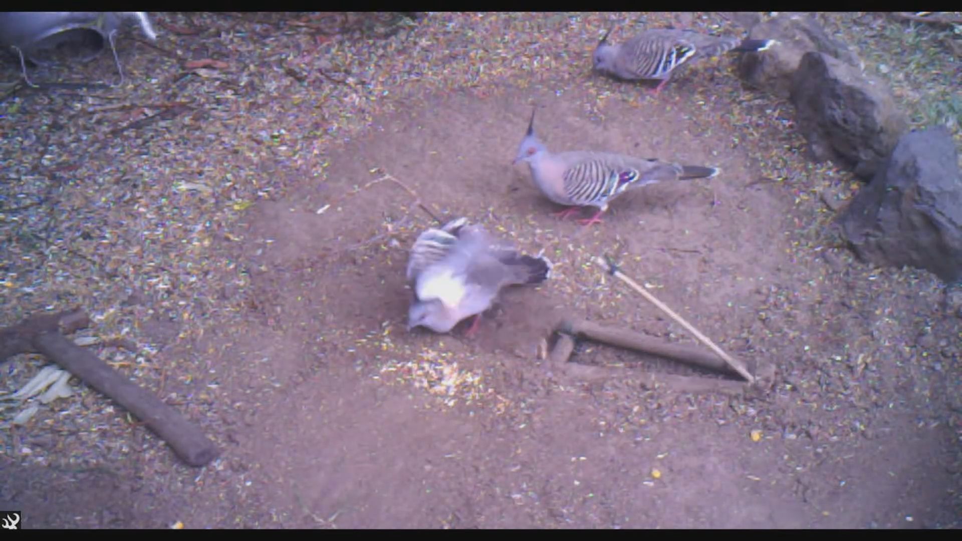 pidgeon trigger.jpg