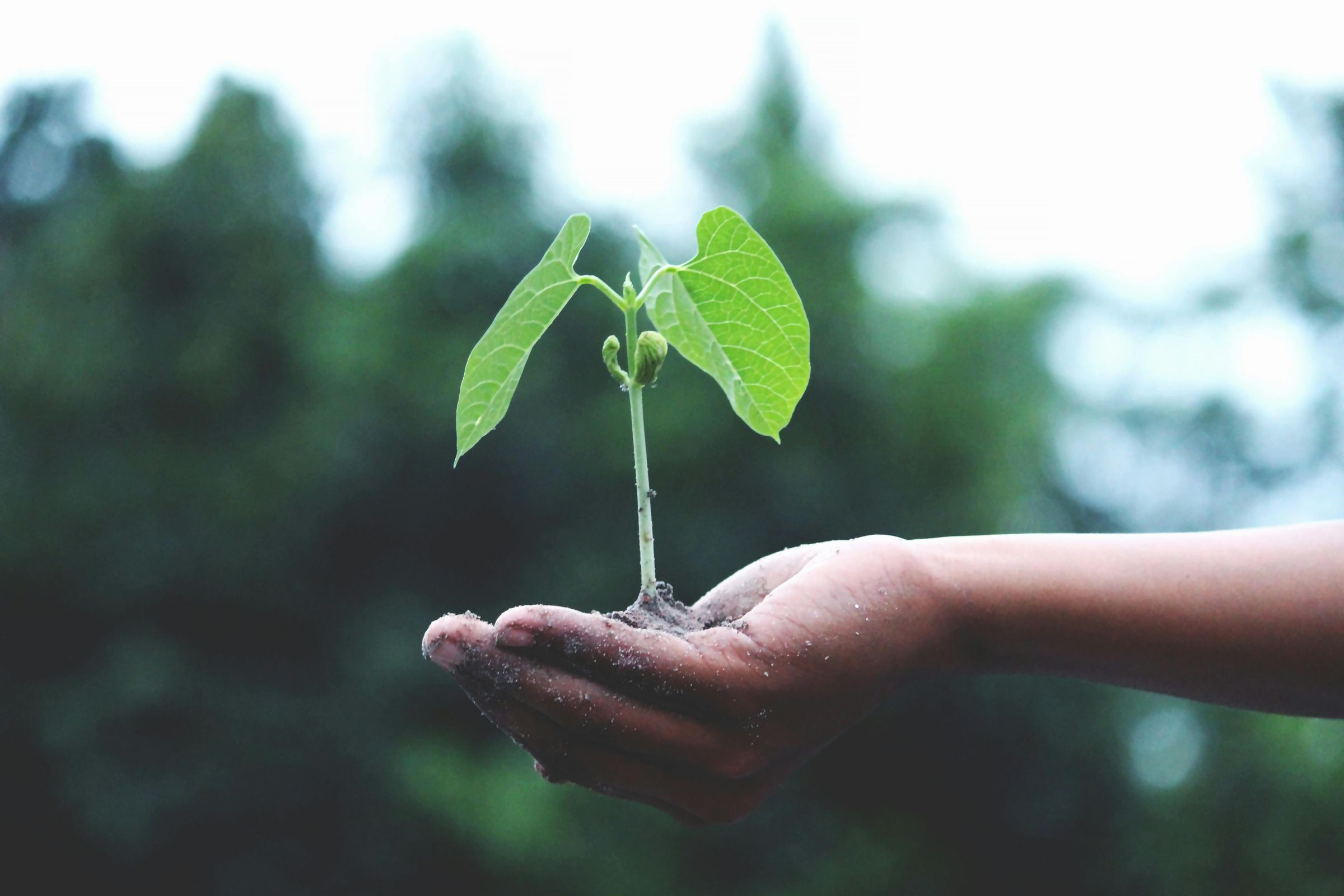 plant image.jpg