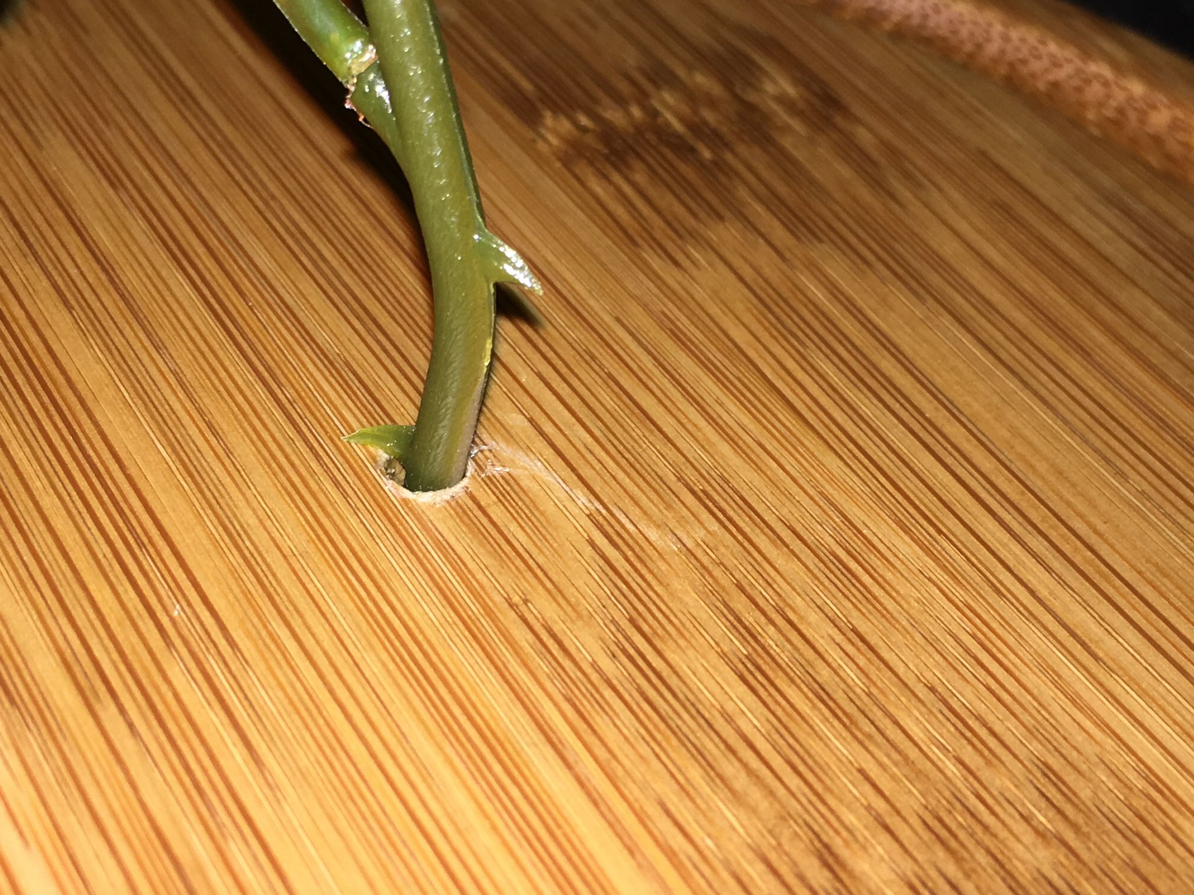 step4_6.JPG