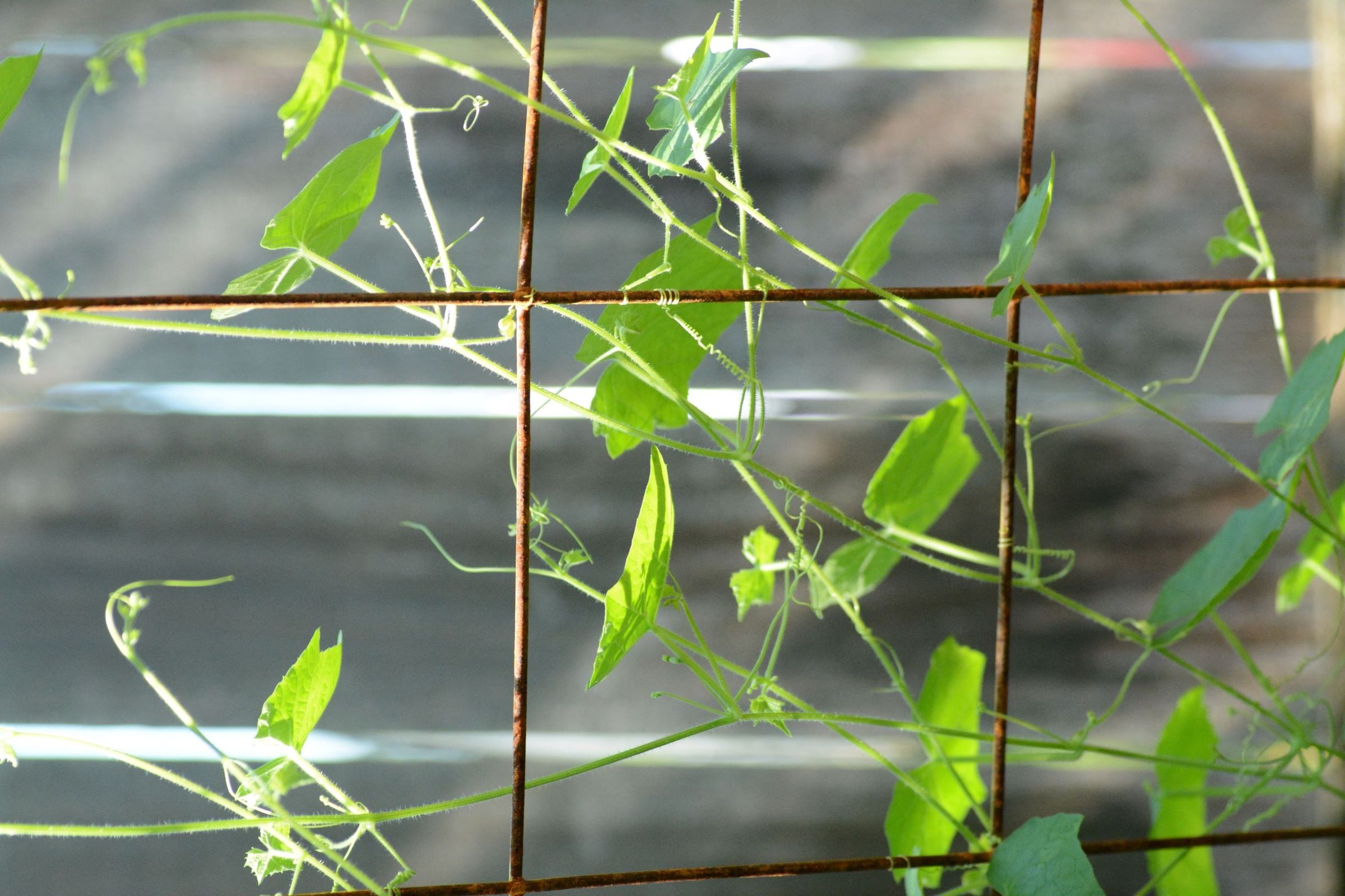 trellis 4b.JPG