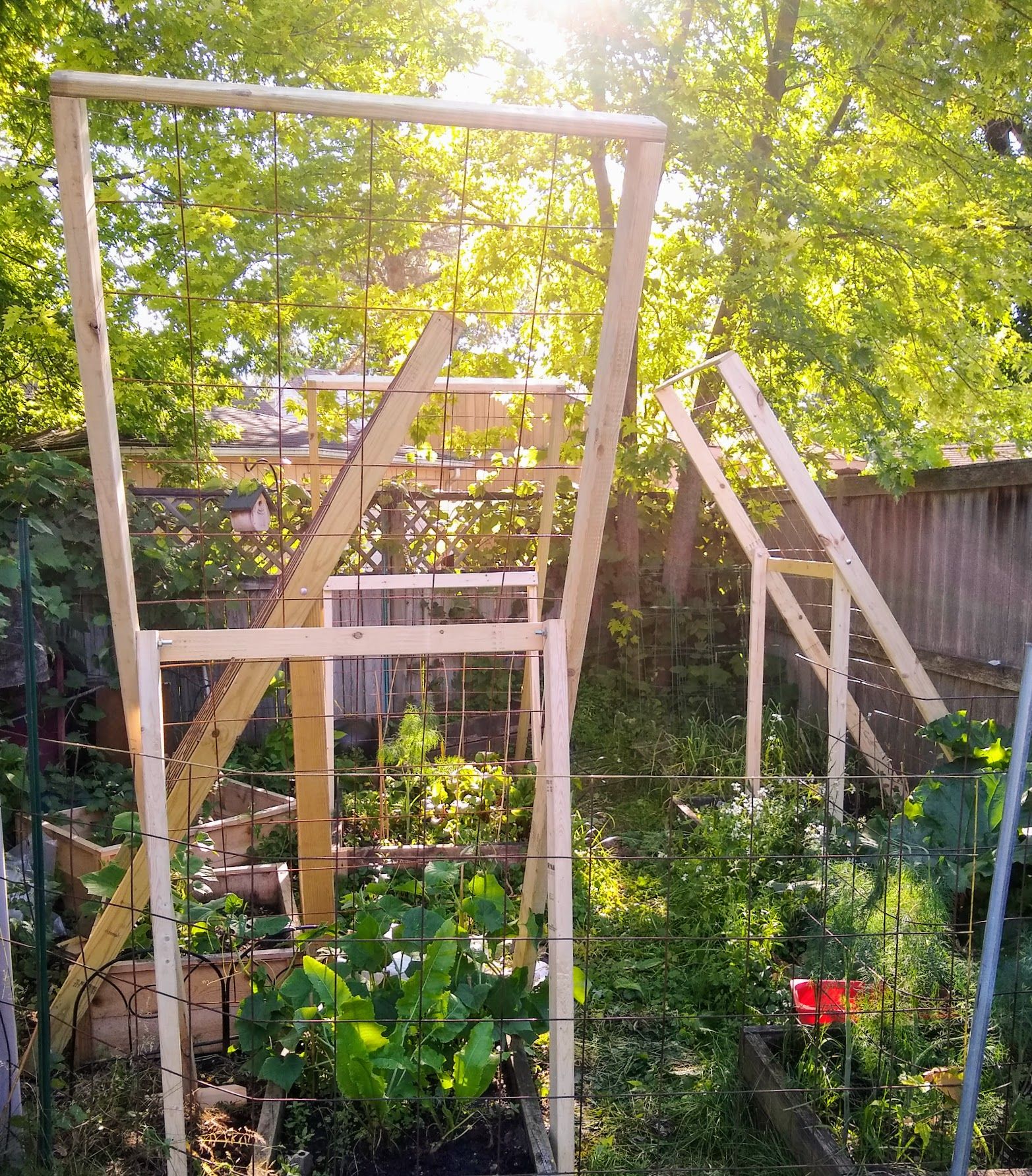 trellis2.jpg