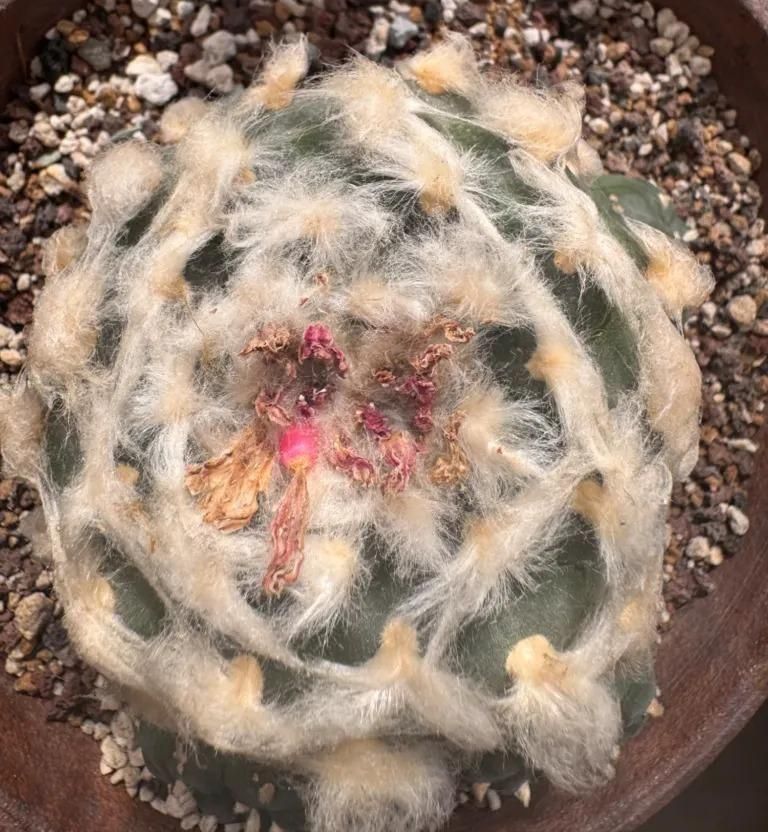 How to Read the Secret Code on a Cactus Label (Field Numbers Explained)