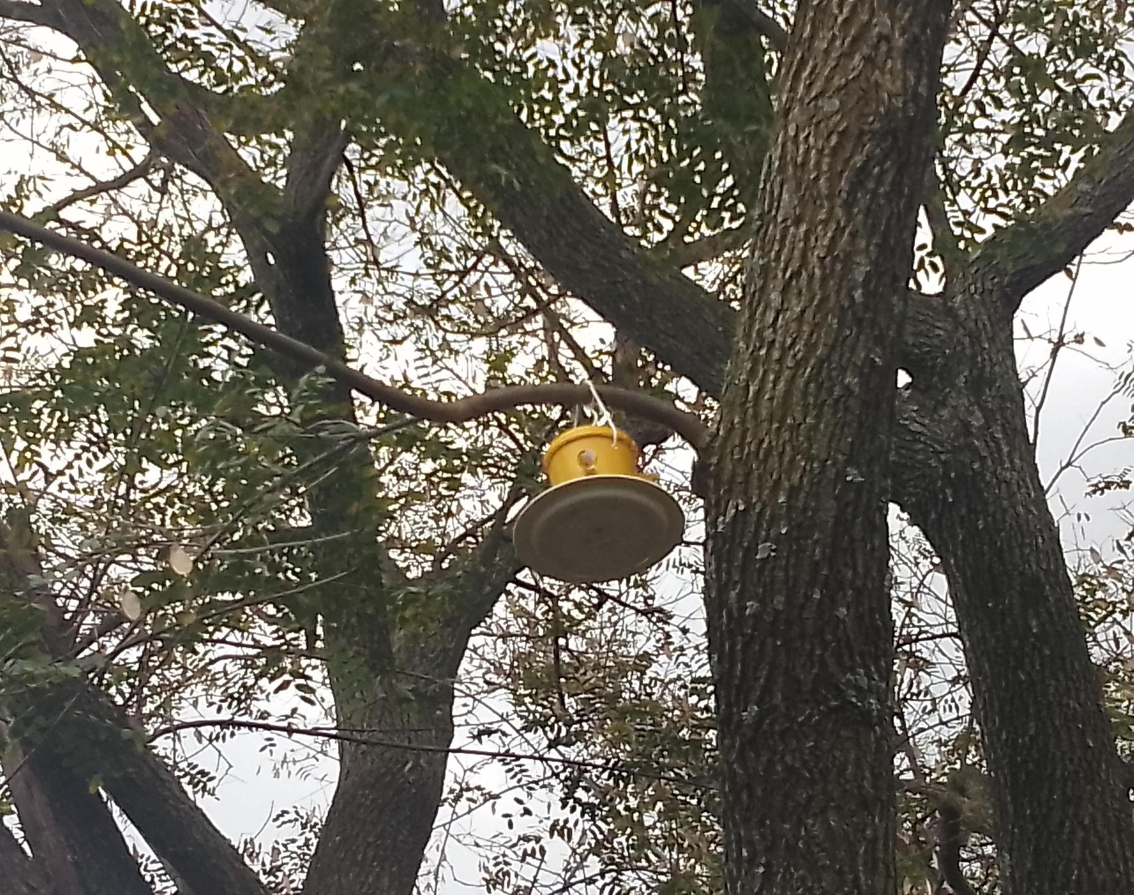 Bird Feeder (using Recycled Materials)