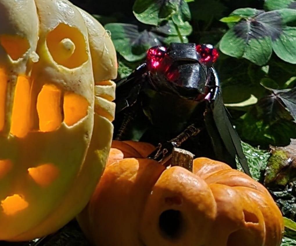 Scare?crow?