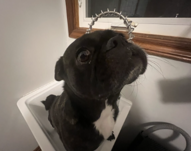 How to Bathe Your Dog