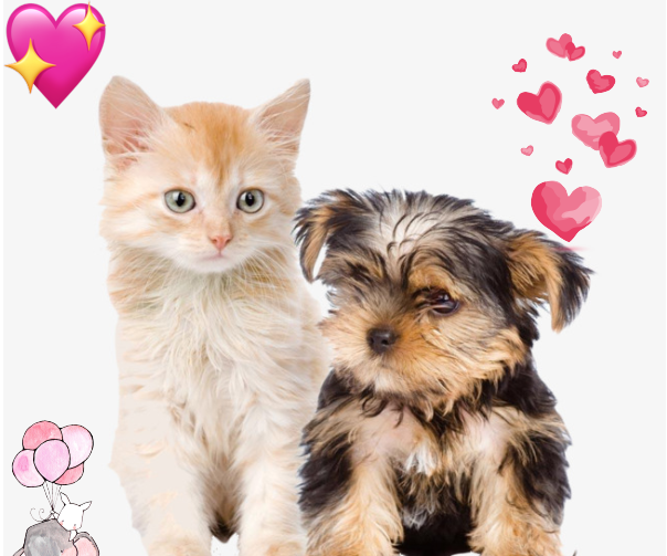 How to Add Stickers on Photo
