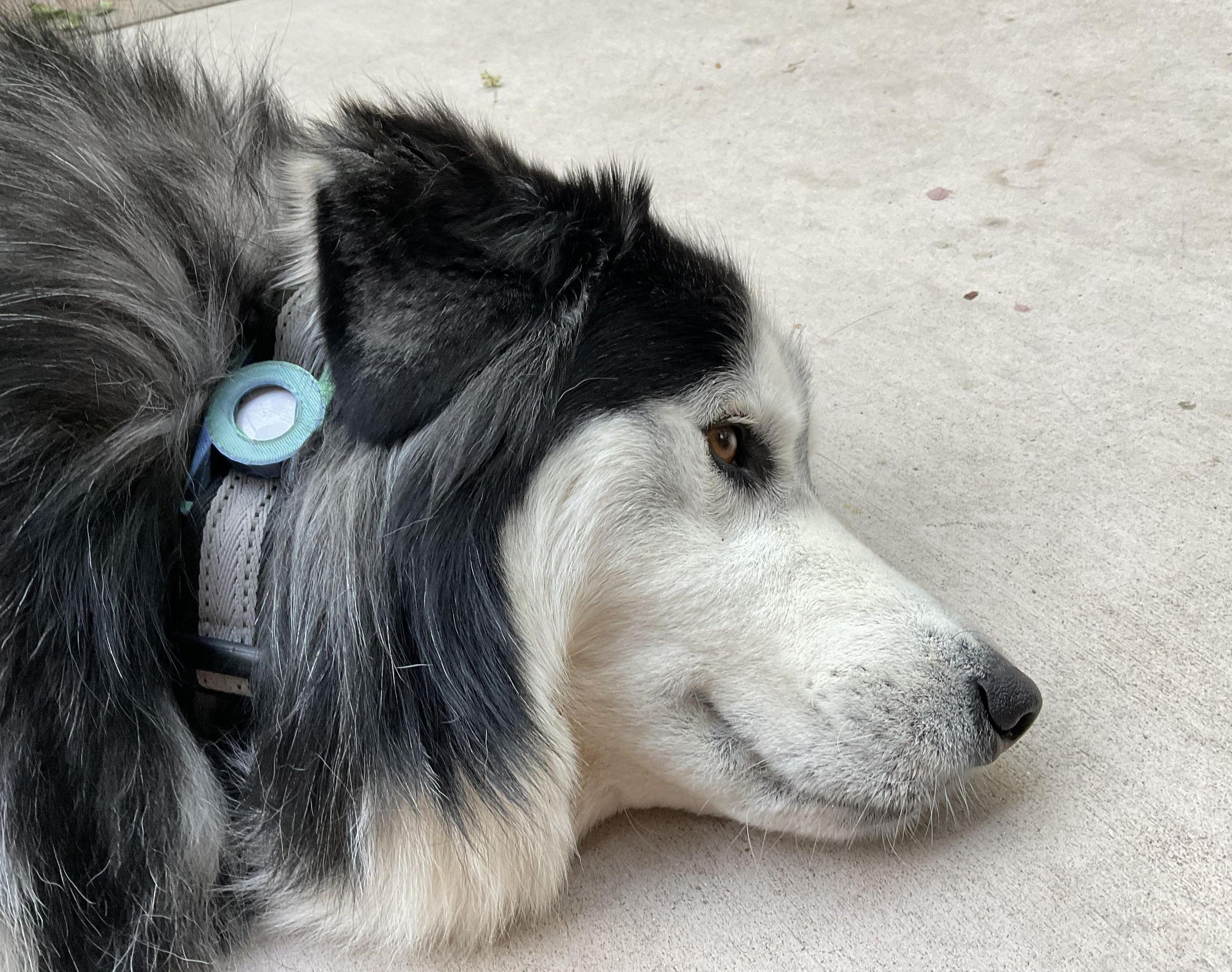 Airtag Holder for Dog Collar