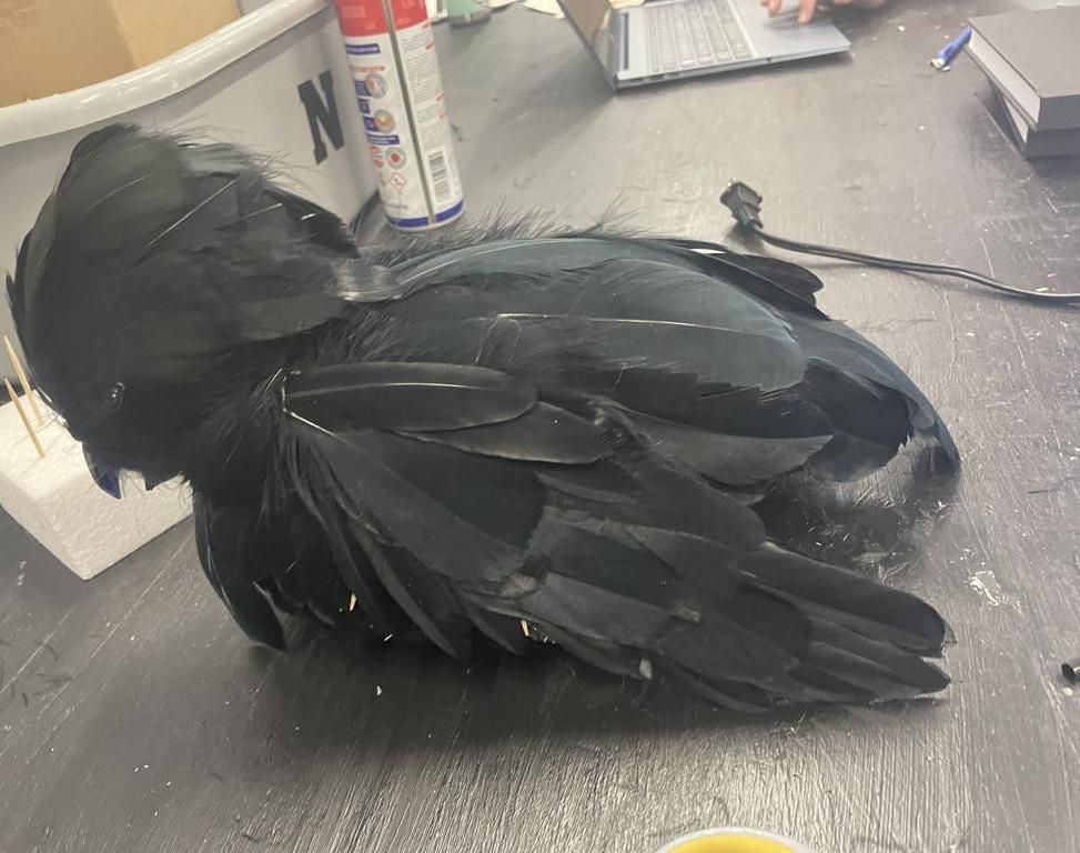Cawing Raven
