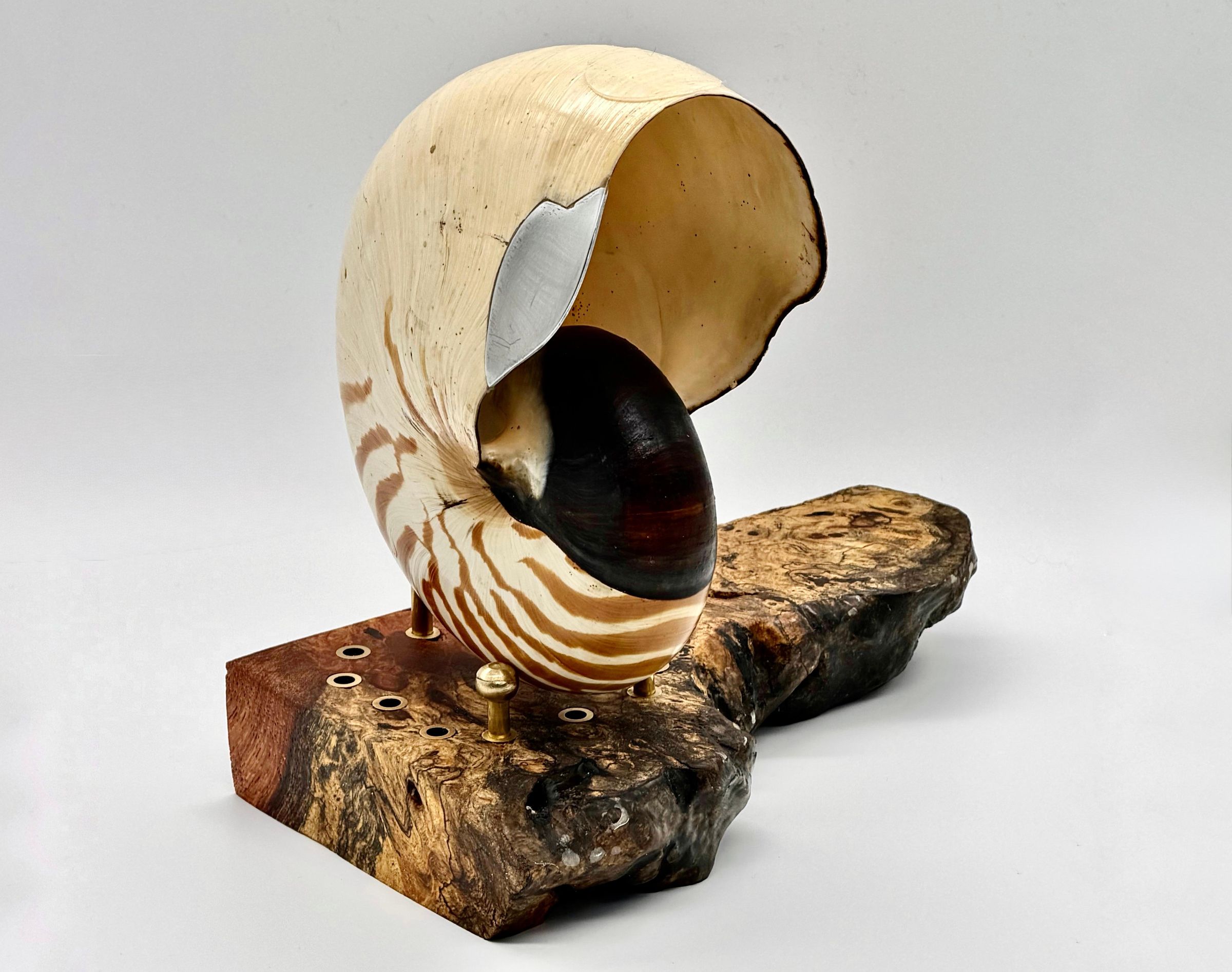 Steampunk Nautilus: a Haptic Speaker Born From a Living Fossil