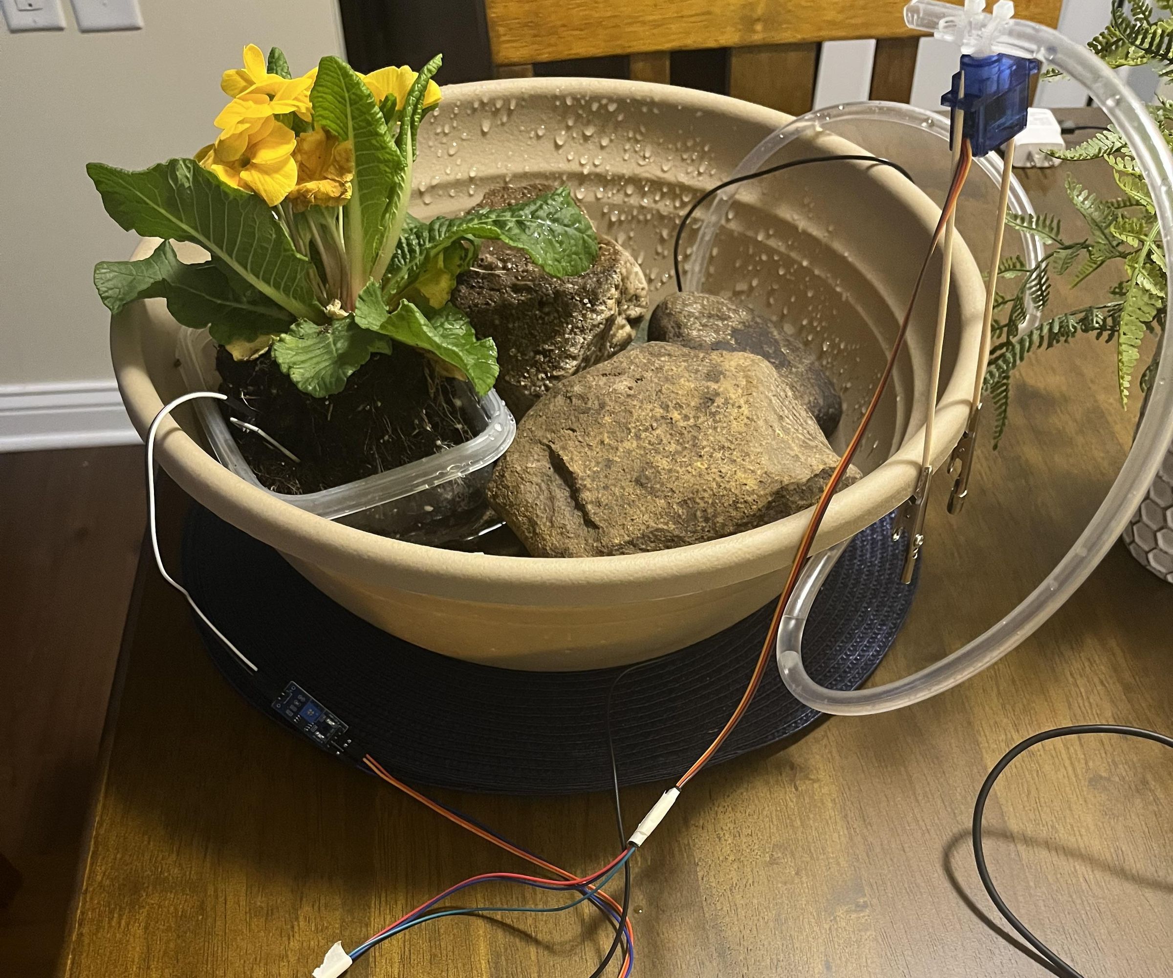 S.I.P. (Self-Irrigating Plant)