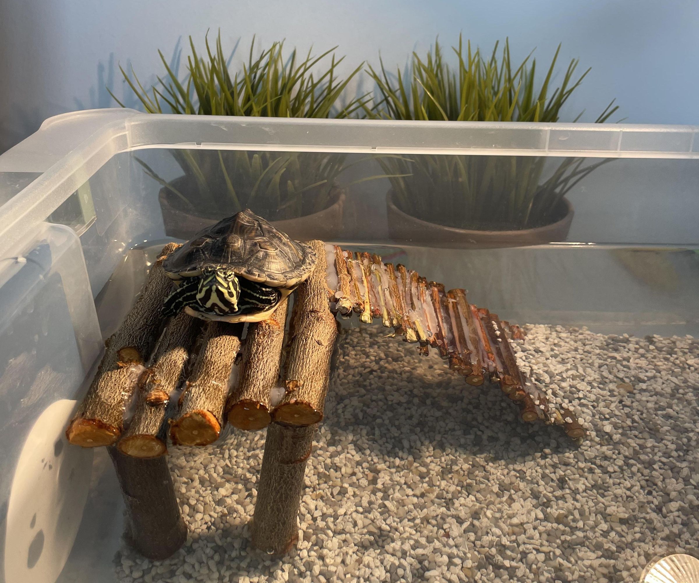 Turtle Basking Area