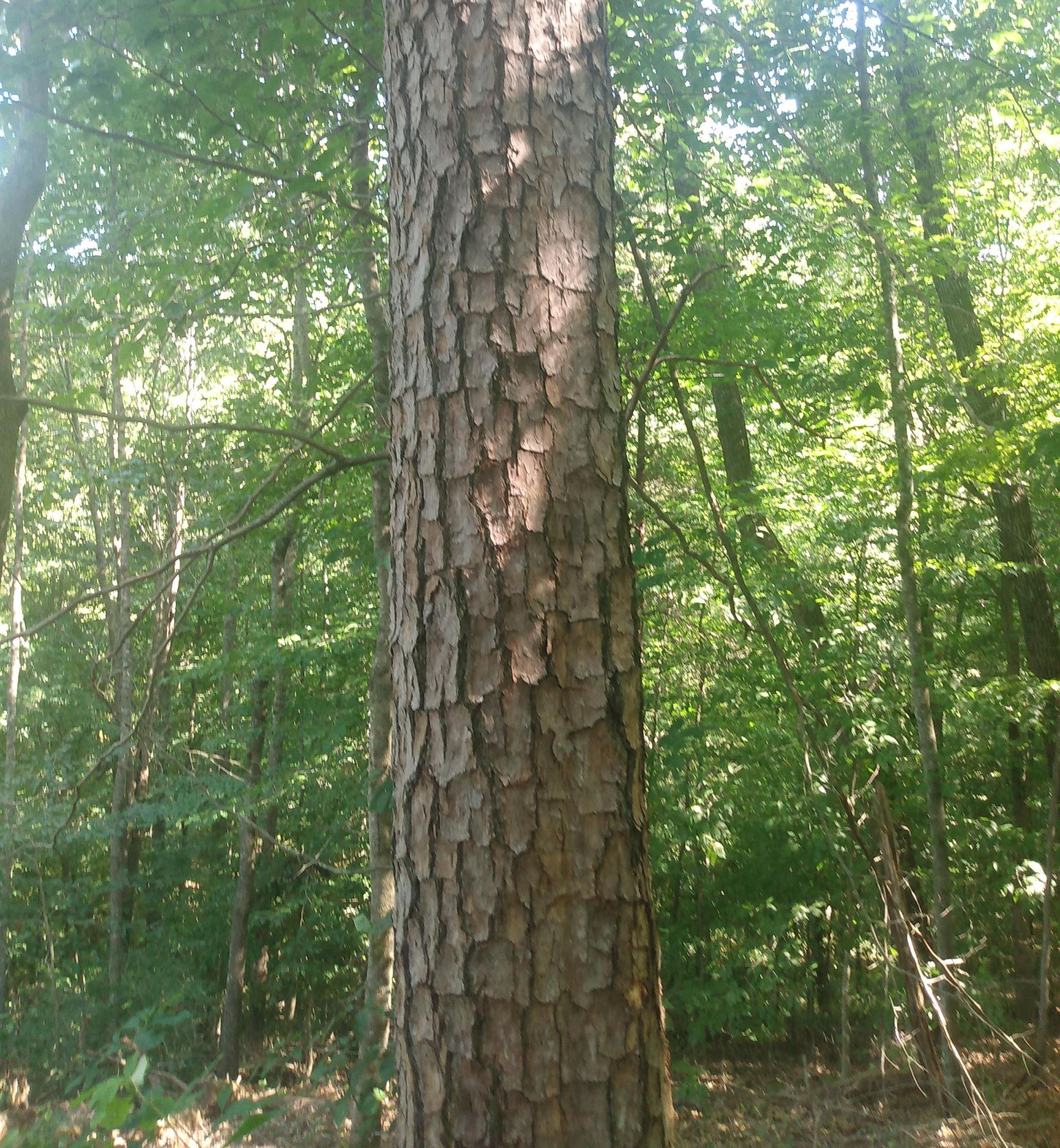 5 Main Trees, Look-alikes, and What to Use Them For.