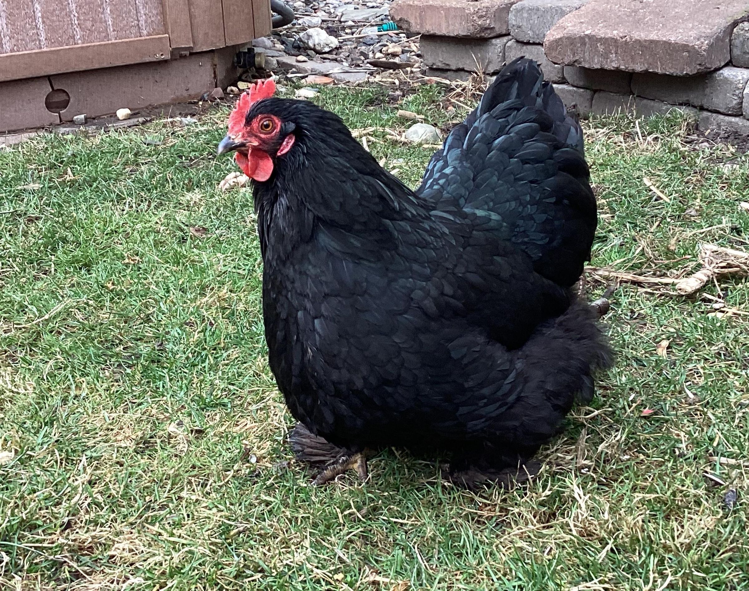 Easy Frozen treat for chickens!