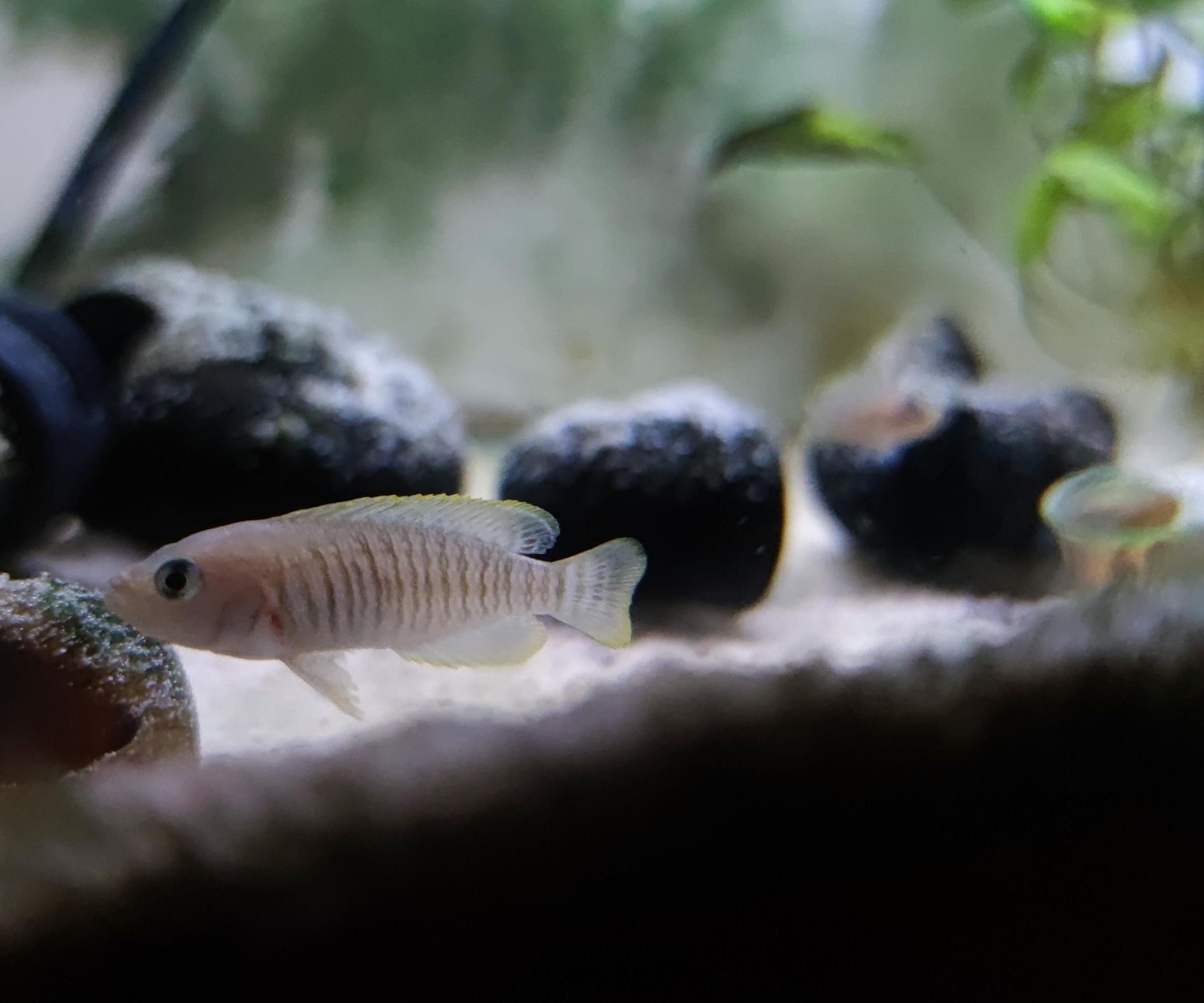 Artificial Shelter