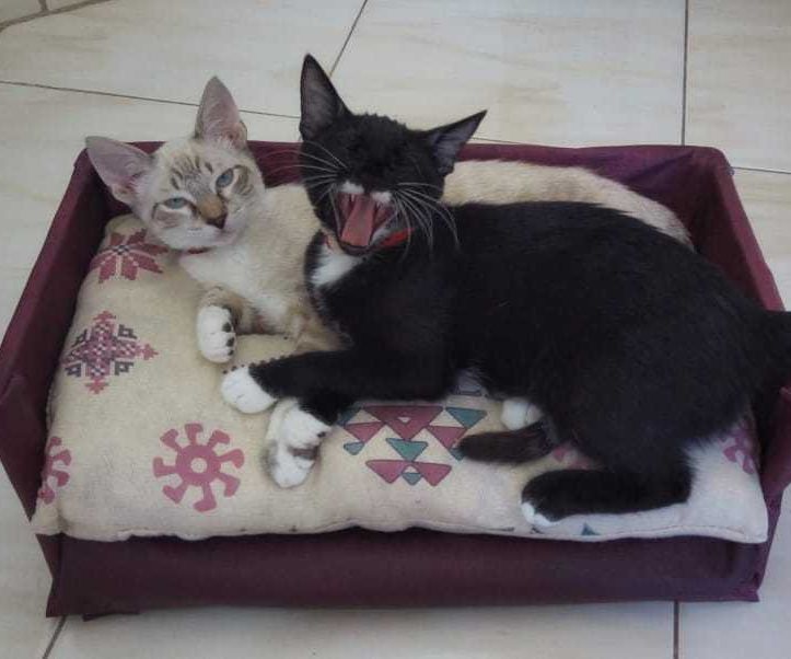 Cat Couch/Sofa