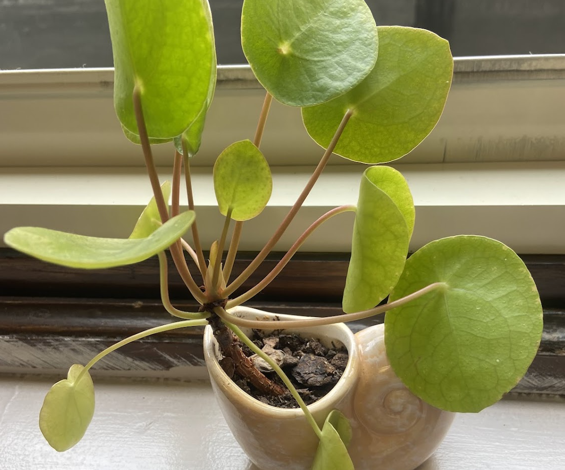 Automated Plant Watering System - Sensors, by Rosa Slack and Leila Watson