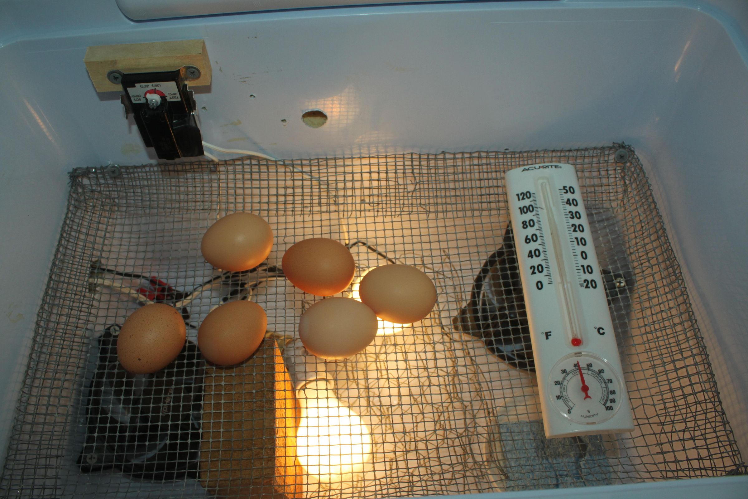 DIY Egg Incubator Made From Cooler