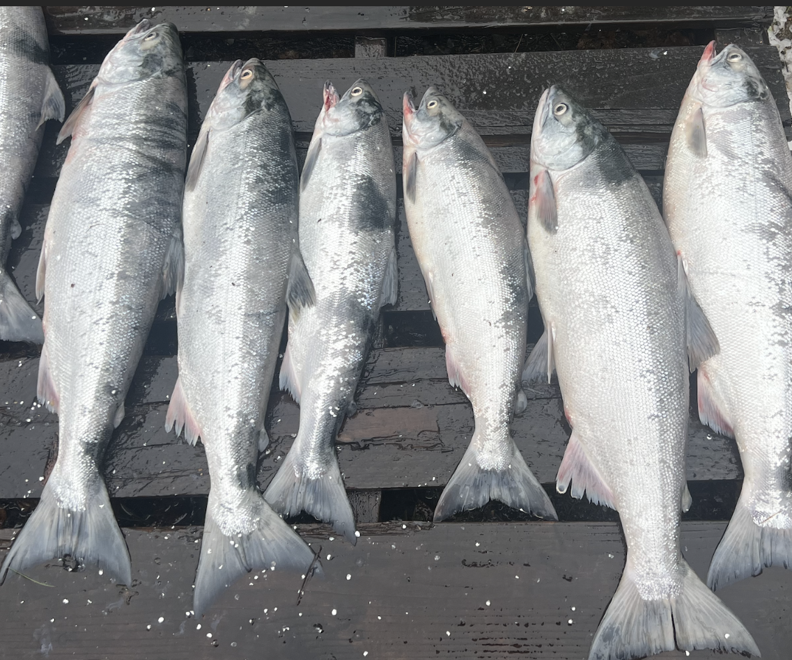 How to Fillet a Salmon