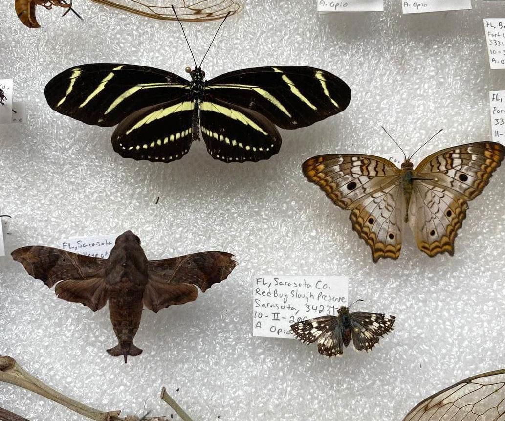 Preserving a Lepidoptera (Butterflies, Moths, and Skippers) 