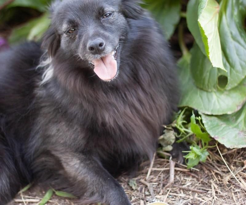 Summer Paw Balm