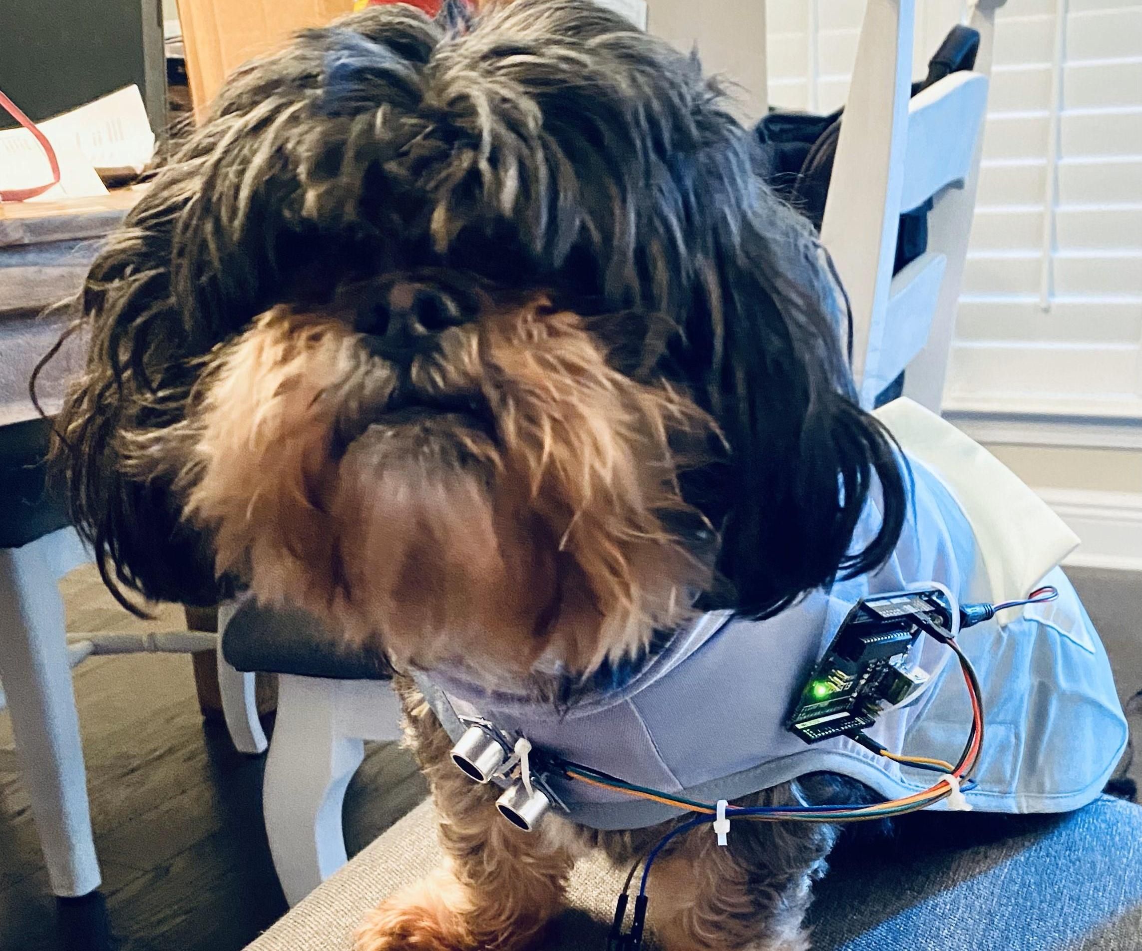 Dog Sight Jacket