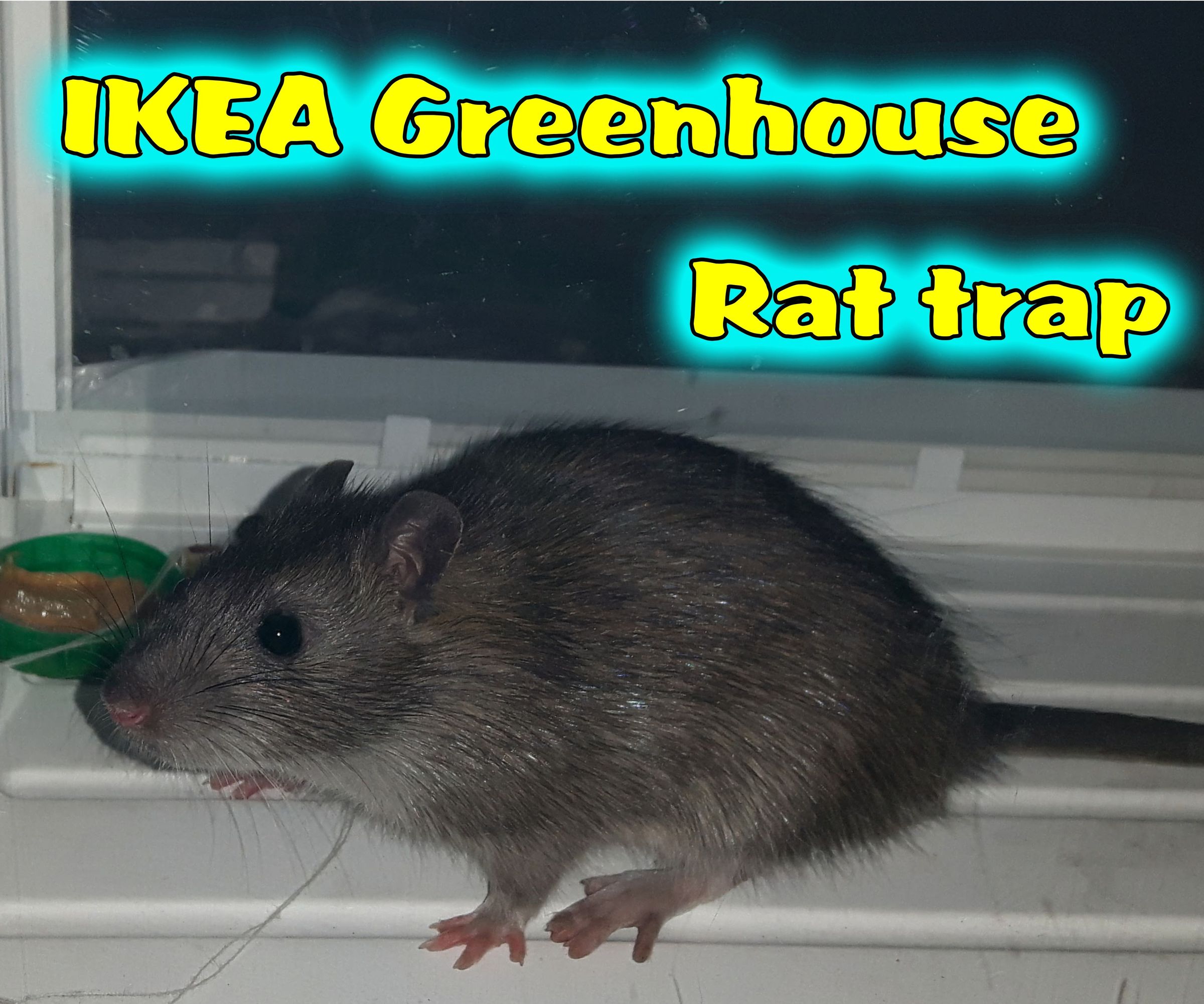 IKEA Greenhouse Rat Trap