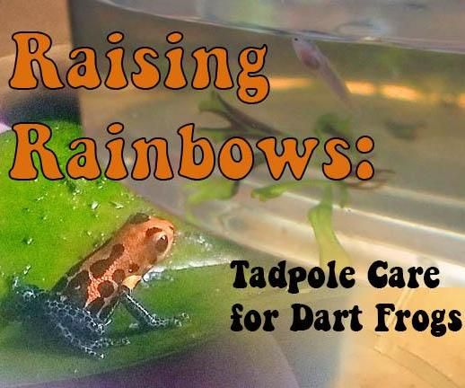 Raising Rainbows: Tadpole Care for Dart Frogs