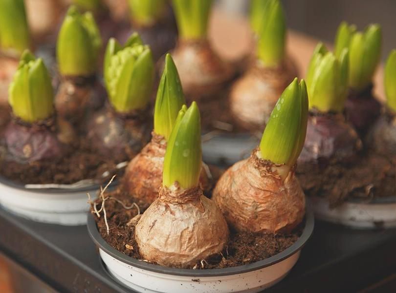 How to Divide Flower Bulbs