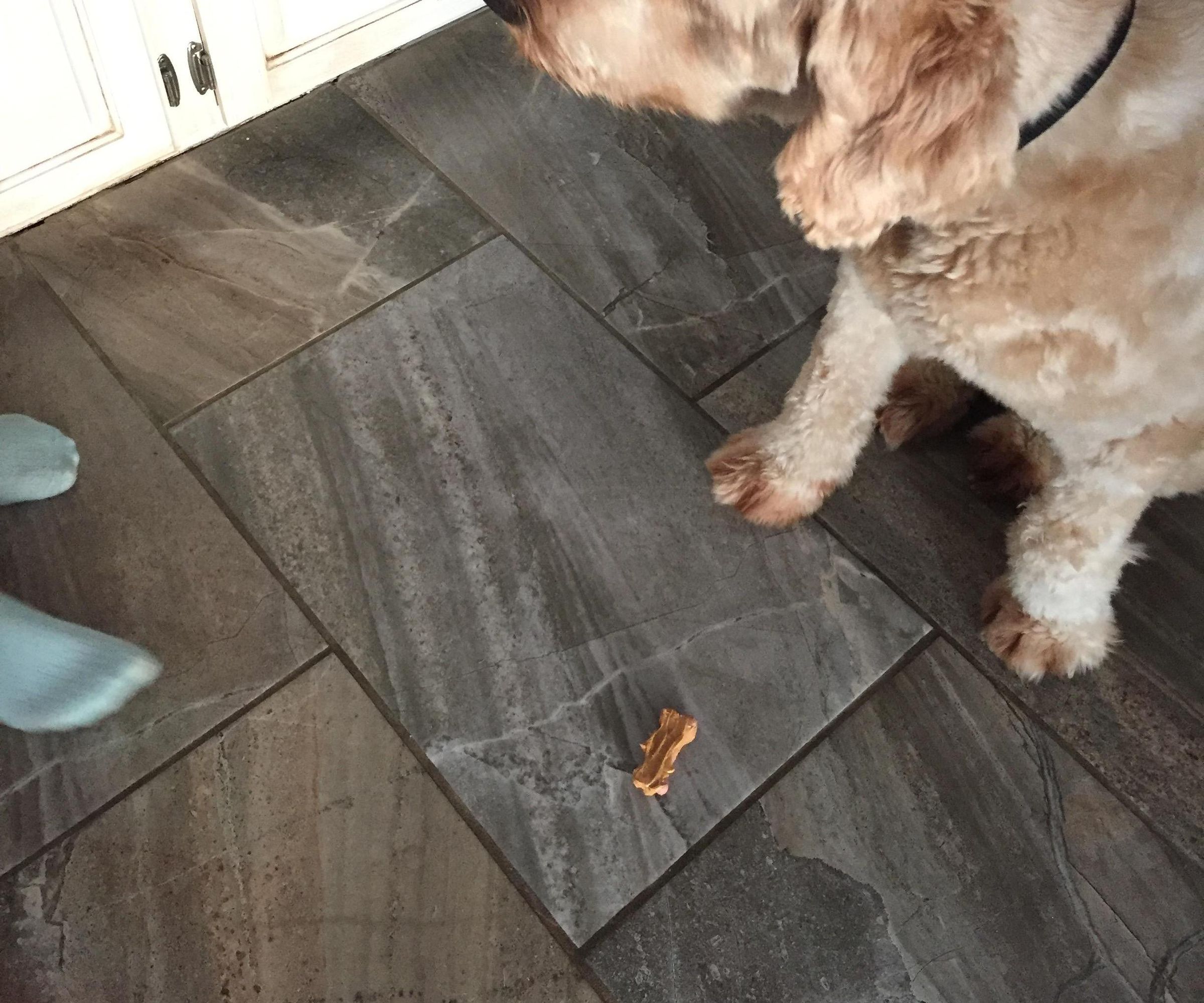 A Dog Treat