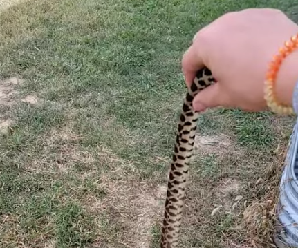 Face Your Fear: Touching a Snake