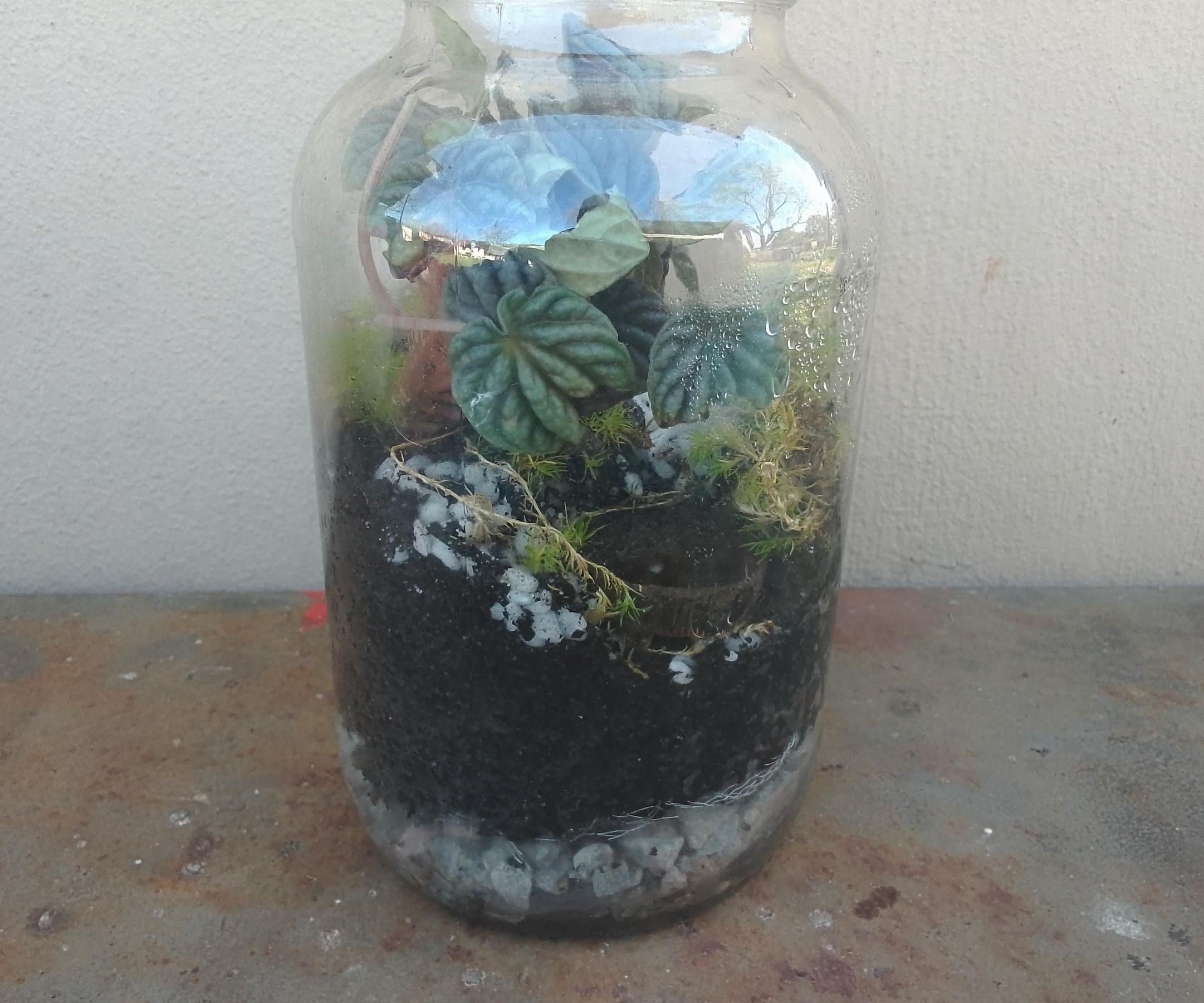 DIY Beautiful Terrarium (Beginner Friendly)