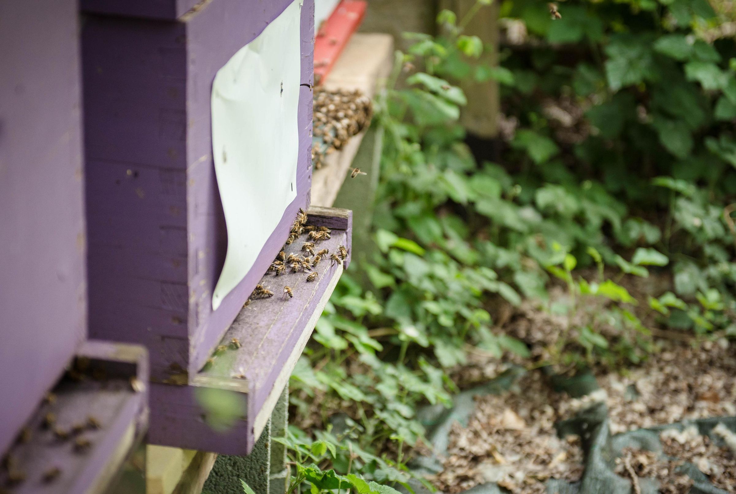 IOT BeeHive - Beehappy Project