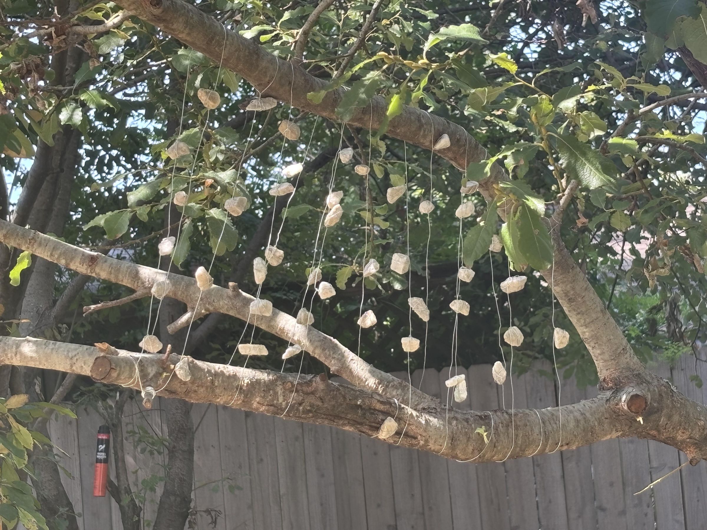 Tree Bling