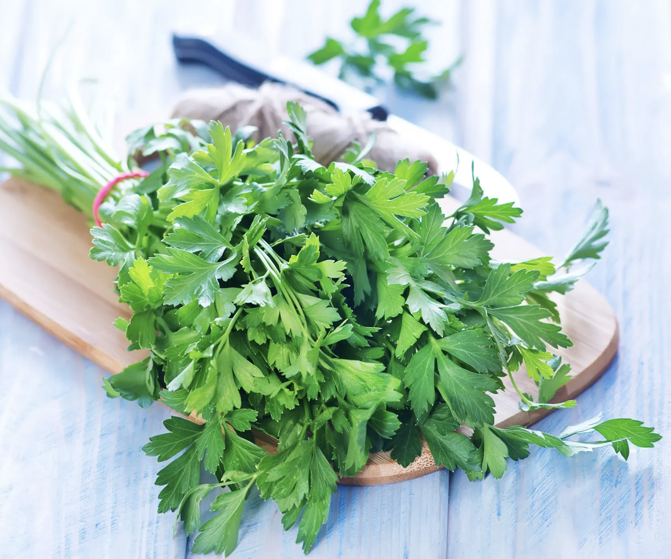 EverGreen AI Plant Care System